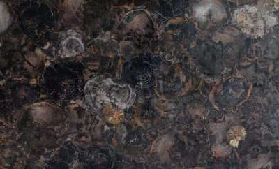 Fossil Wood