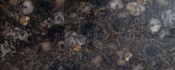 Fossil Wood